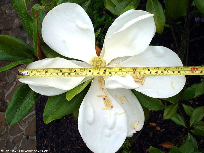 magnolia grandiflora edith bogue.