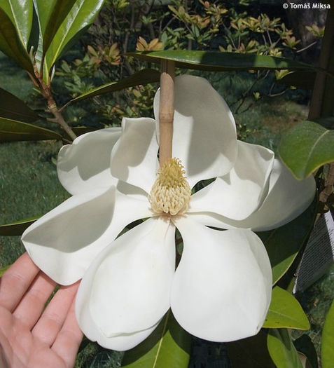magnolia grandiflora exmouth