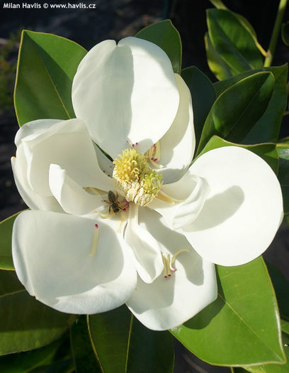 magnolia grandiflora francois treyve
