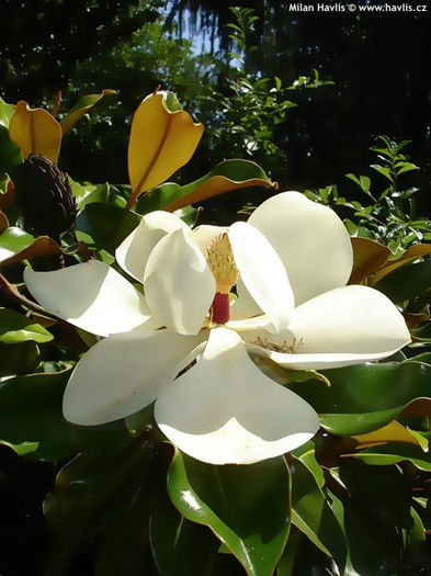 magnolia grandiflora galissonniere