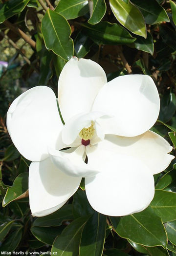magnolia grandiflora kay parris
