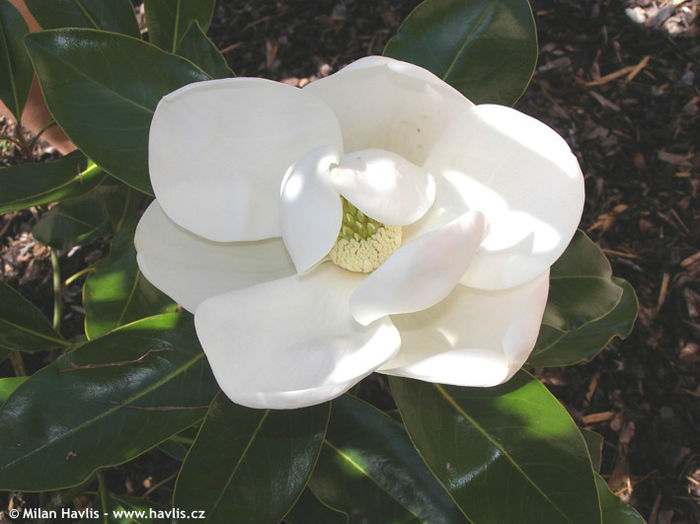 magnolia grandiflora little gem
