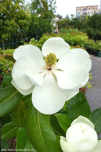 magnolia grandiflora maryland