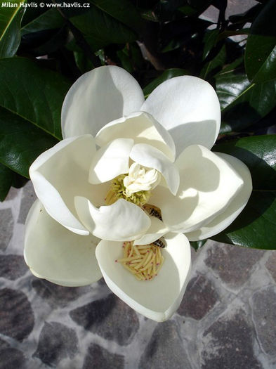 magnolia grandiflora victoria