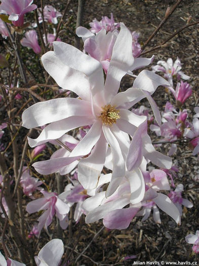 magnolia stellata rosea