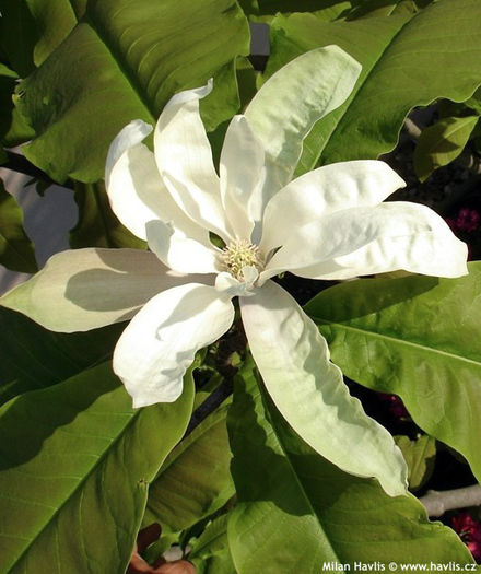 magnolia tripetala bloomfield