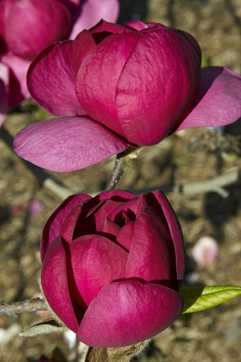 magnolia x black tulip