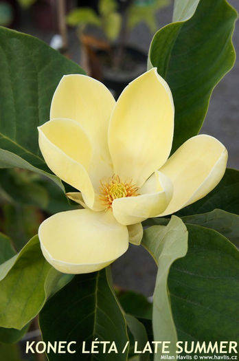 magnolia x brooklynensis yellow bird