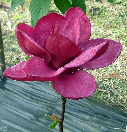 magnolia x genie