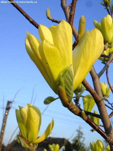 magnolia x golden sun