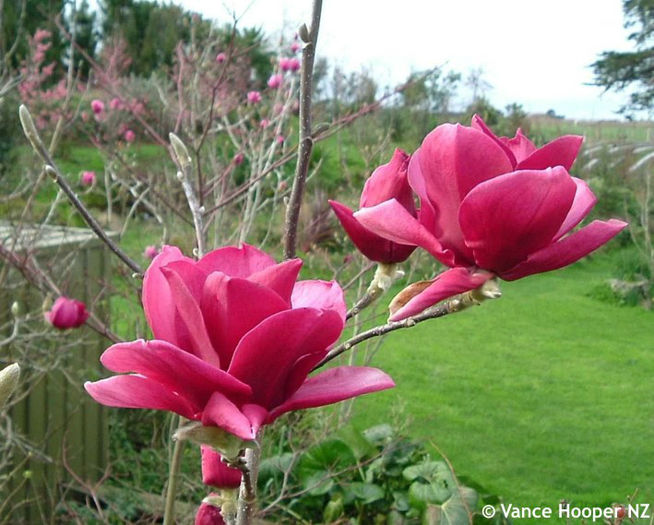 magnolia x ians red