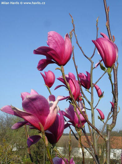 magnolia x soulangeana dorspurpurea
