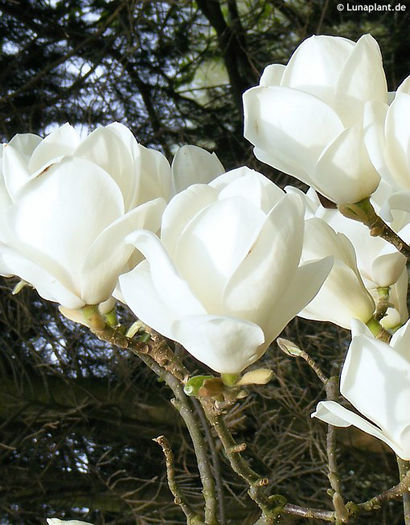 magnolia x soulangeana lennei alba - minuni ale naturii create de Dumnezeu 4
