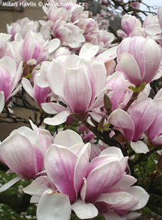 magnolia x soulangeana - minuni ale naturii create de Dumnezeu 4