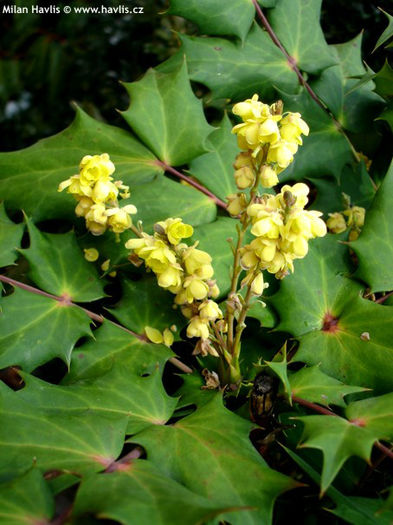 mahonia bealei - minuni ale naturii create de Dumnezeu 4