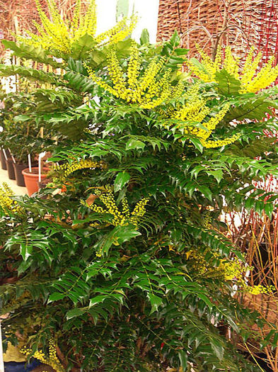 mahonia x media winter sun - minuni ale naturii create de Dumnezeu 4