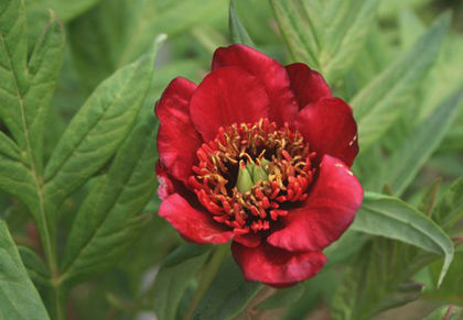 paeonia delavayi - minuni ale naturii create de Dumnezeu 4