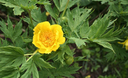 paeonia lutea - minuni ale naturii create de Dumnezeu 4