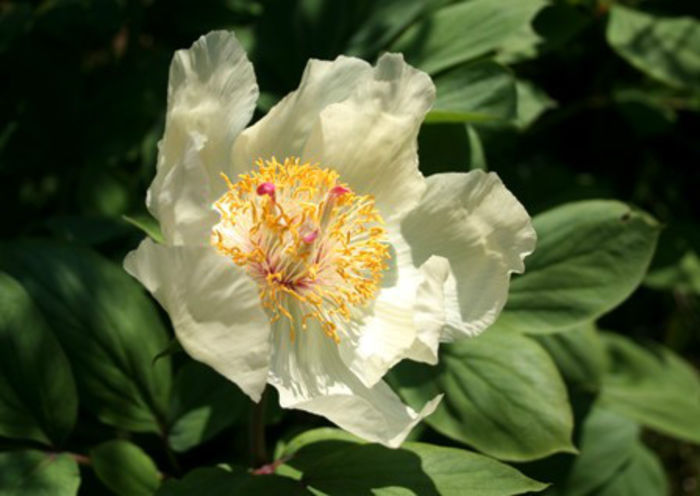 paeonia mlokosewitschii - minuni ale naturii create de Dumnezeu 4