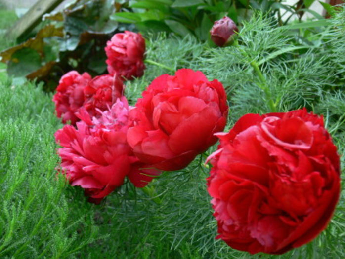 paeonia tenuifolia plena - minuni ale naturii create de Dumnezeu 4