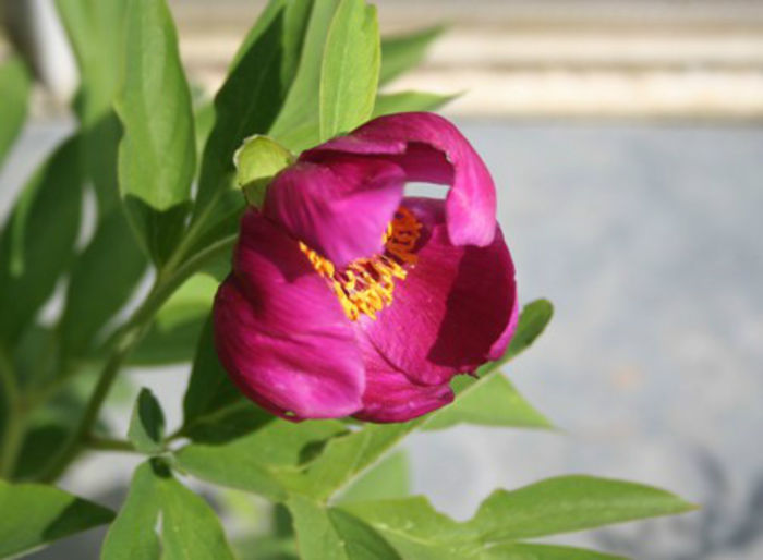 paeonia var villosa