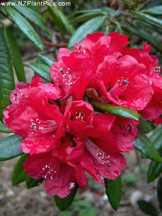 rhododendron_arboreum_ssp_delavayi_small_01