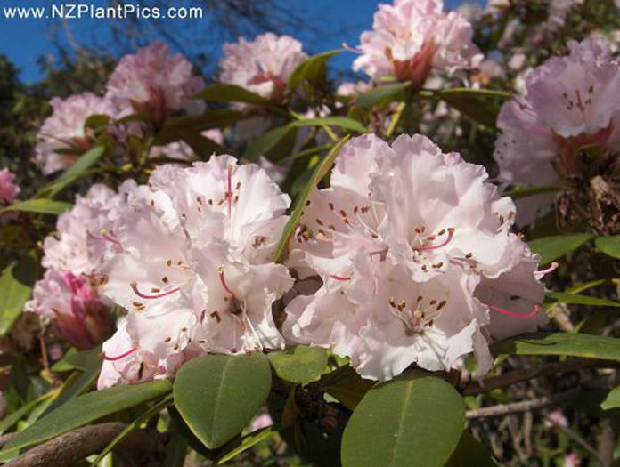 rhododendron_christmas_cheer_small_07