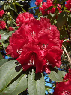rhododendron_cornubia_small_01 (1)