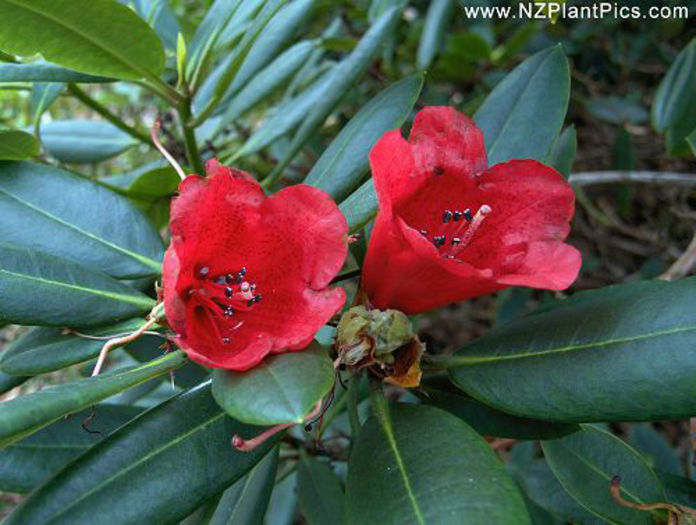 rhododendron_elliottii_small_01 (1)