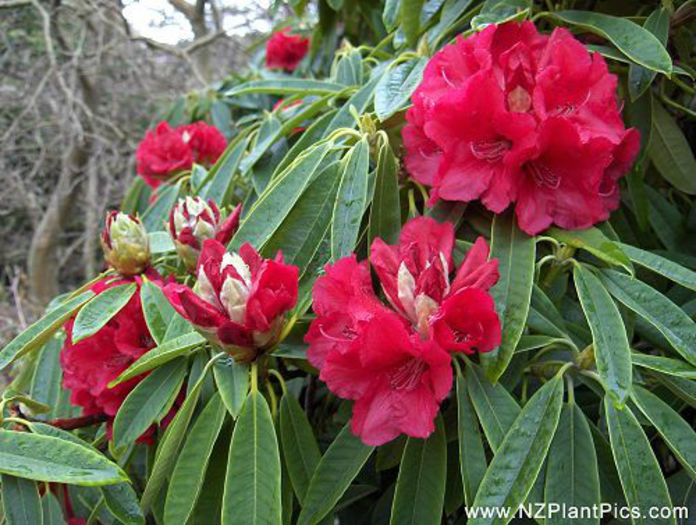rhododendron_kaponga_small_01 - minuni ale naturii create de Dumnezeu 5