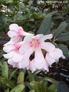 rhododendron_konori_small_01 - minuni ale naturii create de Dumnezeu 5