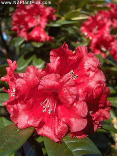 rhododendron_little_glendoe_small_03 - minuni ale naturii create de Dumnezeu 5