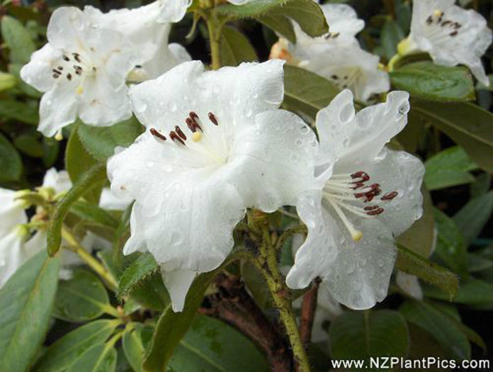 rhododendron_lucy_lou_small_01 - minuni ale naturii create de Dumnezeu 5