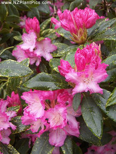 rhododendron_marion_small_06 - minuni ale naturii create de Dumnezeu 5