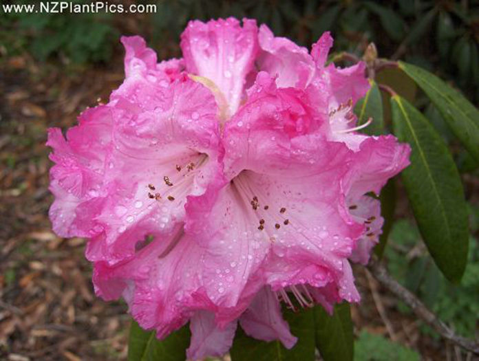 rhododendron_mrs_henry_shilson_small_03 (1) - minuni ale naturii create de Dumnezeu 5