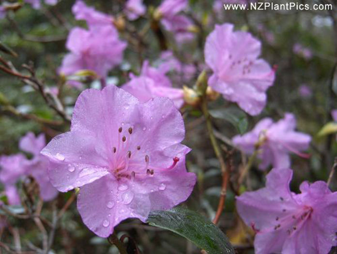 rhododendron_praecox_small_01 - minuni ale naturii create de Dumnezeu 5