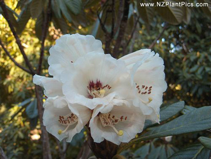 rhododendron_praestans_small_01 - minuni ale naturii create de Dumnezeu 5
