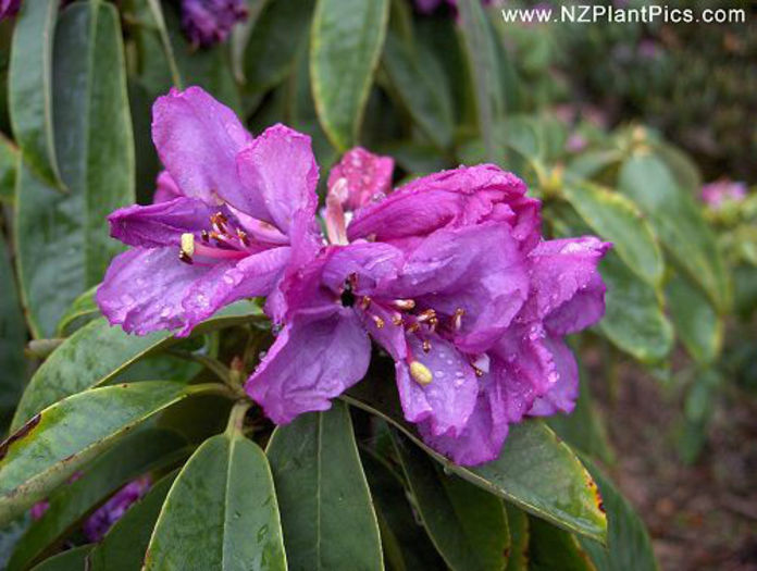 rhododendron_rirei_small_01 (1) - minuni ale naturii create de Dumnezeu 5