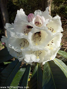 rhododendron_rothschildii_small_01 (1) - minuni ale naturii create de Dumnezeu 5