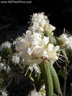 rhododendron_scabrifolium_small_01 - minuni ale naturii create de Dumnezeu 5