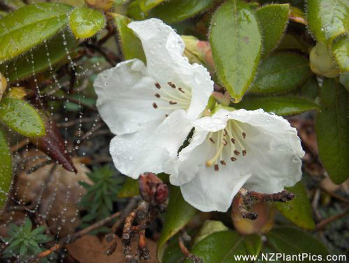 rhododendron_september_snow_small_01 - minuni ale naturii create de Dumnezeu 5