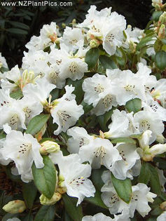rhododendron_snow_lady_small_01 - minuni ale naturii create de Dumnezeu 5