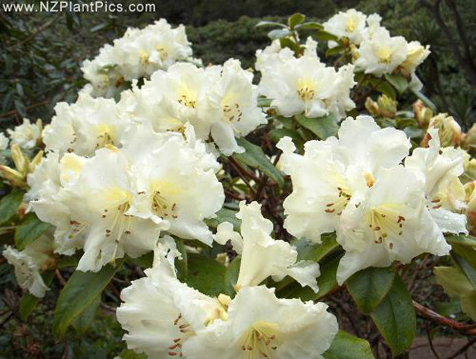 rhododendron_waireka_small_01 - minuni ale naturii create de Dumnezeu 5