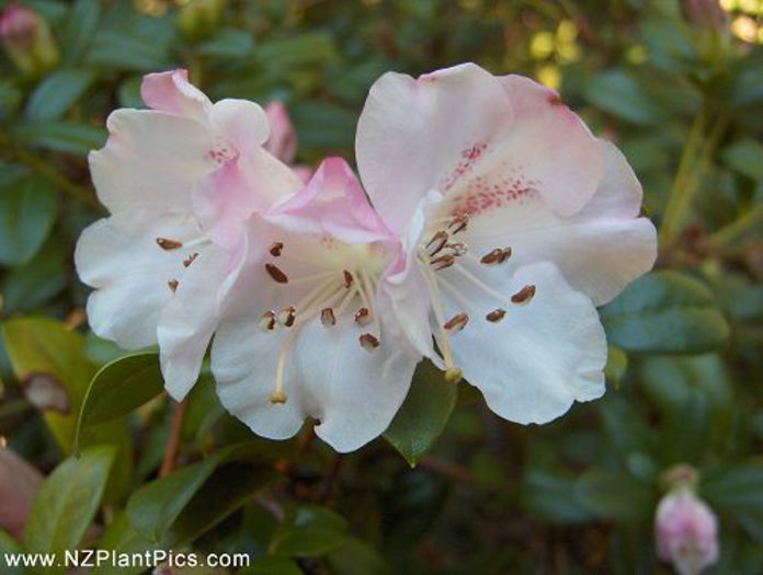 rhododendron_x_cilpinense_small_02 - minuni ale naturii create de Dumnezeu 5