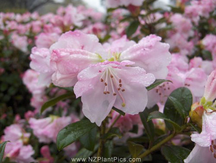 rhododendron_x_cilpinense_small_07 - minuni ale naturii create de Dumnezeu 5