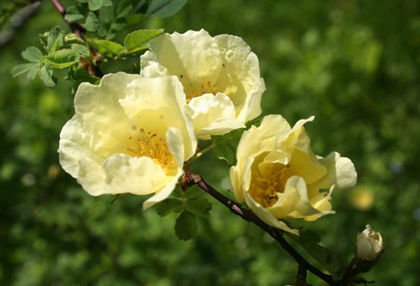 rosa hugonis - minuni ale naturii create de Dumnezeu 5