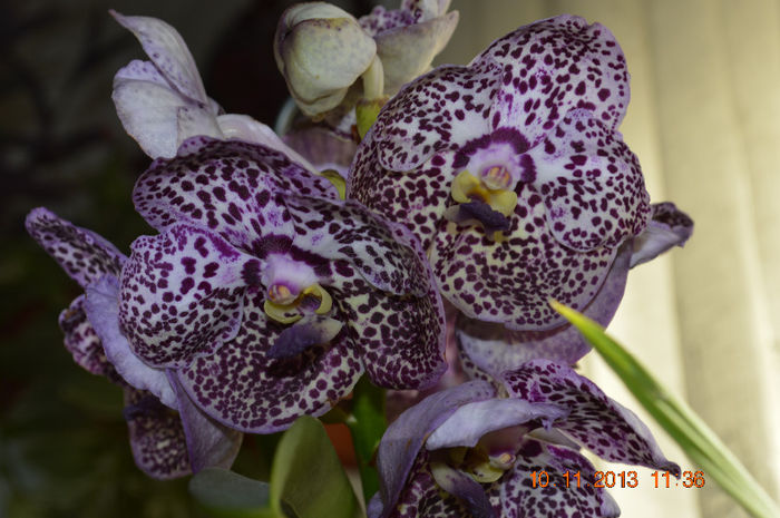 DSC_0244 - Vanda