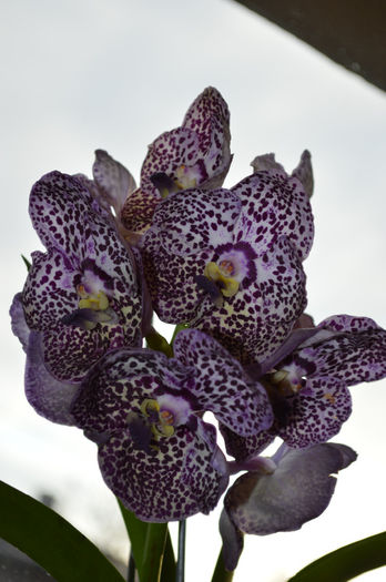 DSC_0261 - Vanda