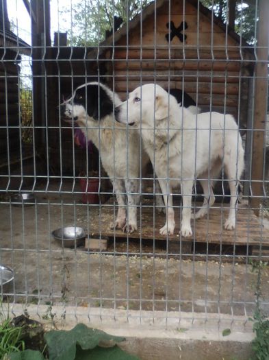 SPM_A0568; Aluna si Lord, parintii puilor de CRB
