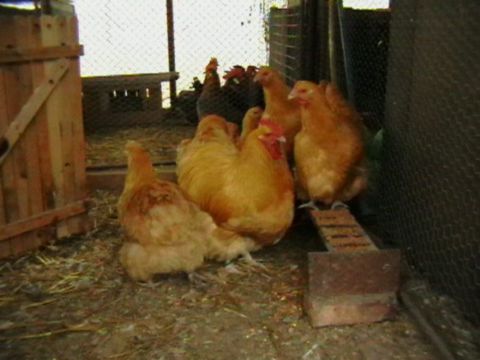 IMGA0864 - G ORPINGTON GALBEN